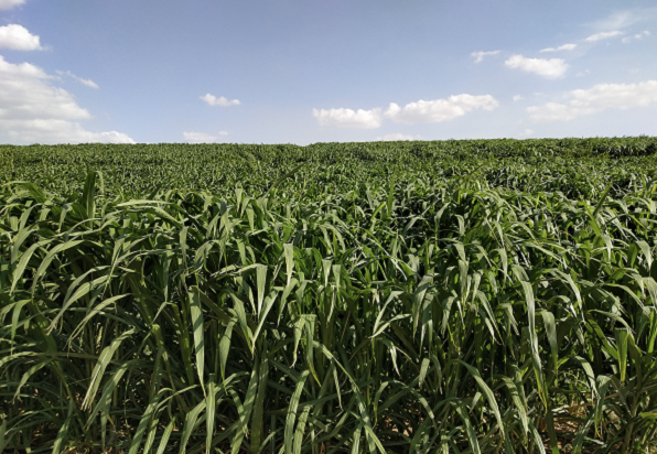 国资委转发中林集团文章：挖掘菌草潜力 发展新兴产业