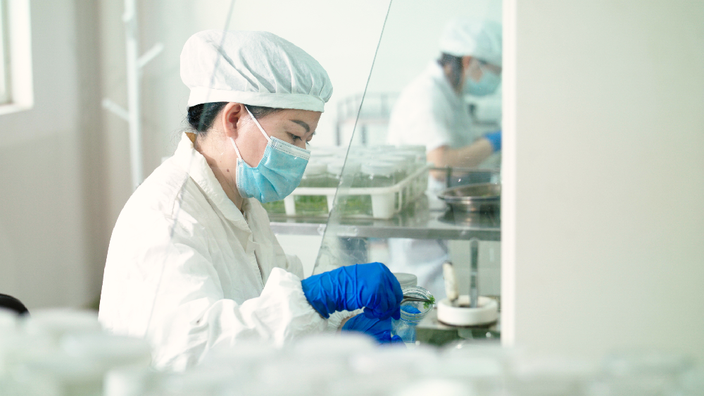 “点绿”成金！9159金莎游艺场林业科技创新激活产业发展新动能