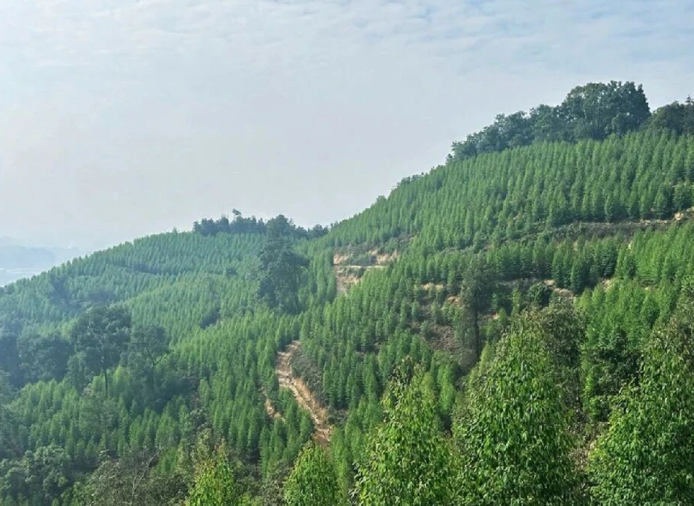 以奋斗之姿，书写绿美画卷